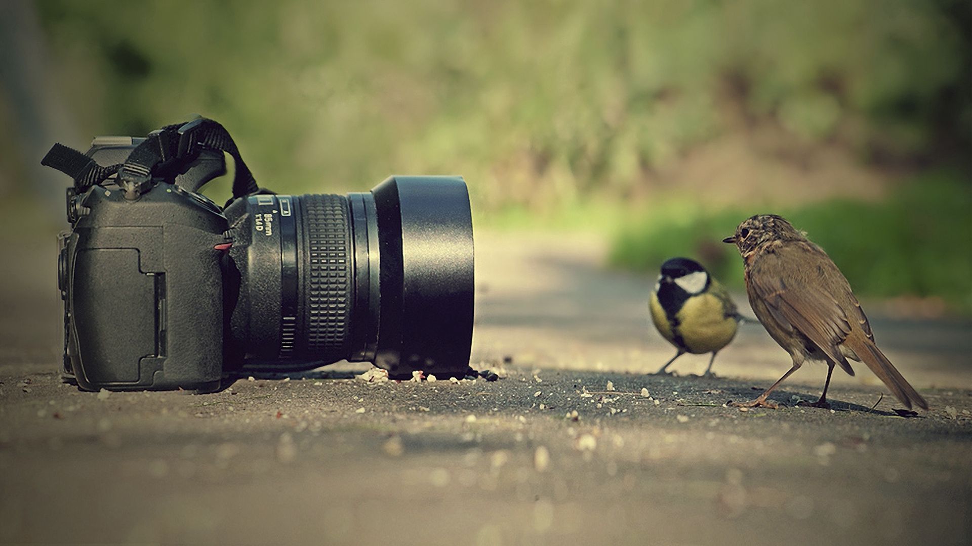 camera_sparrow_bird_birds_pose_52624_1920x1080